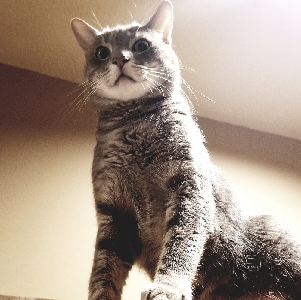 Meet your Posher, Michelle